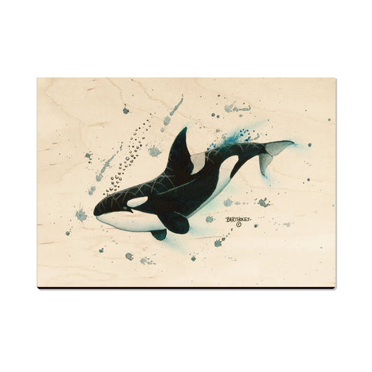 Bartholet's Killer Whale - Magnet Classic Edge Postcard (5pk // $2.80ea)