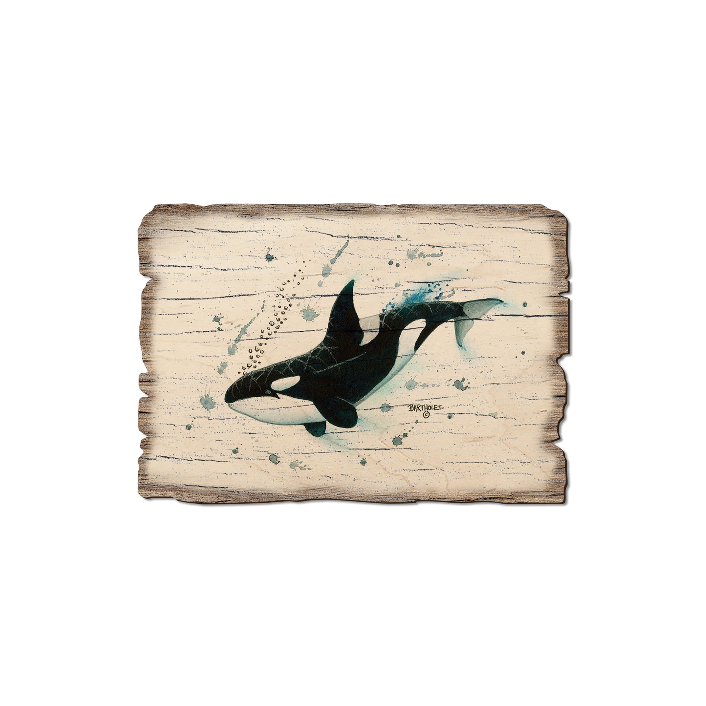 Bartholet's Killer Whale - Weathered Edge Magnet Weathered Edge Magnet (5pk // $2.80ea)