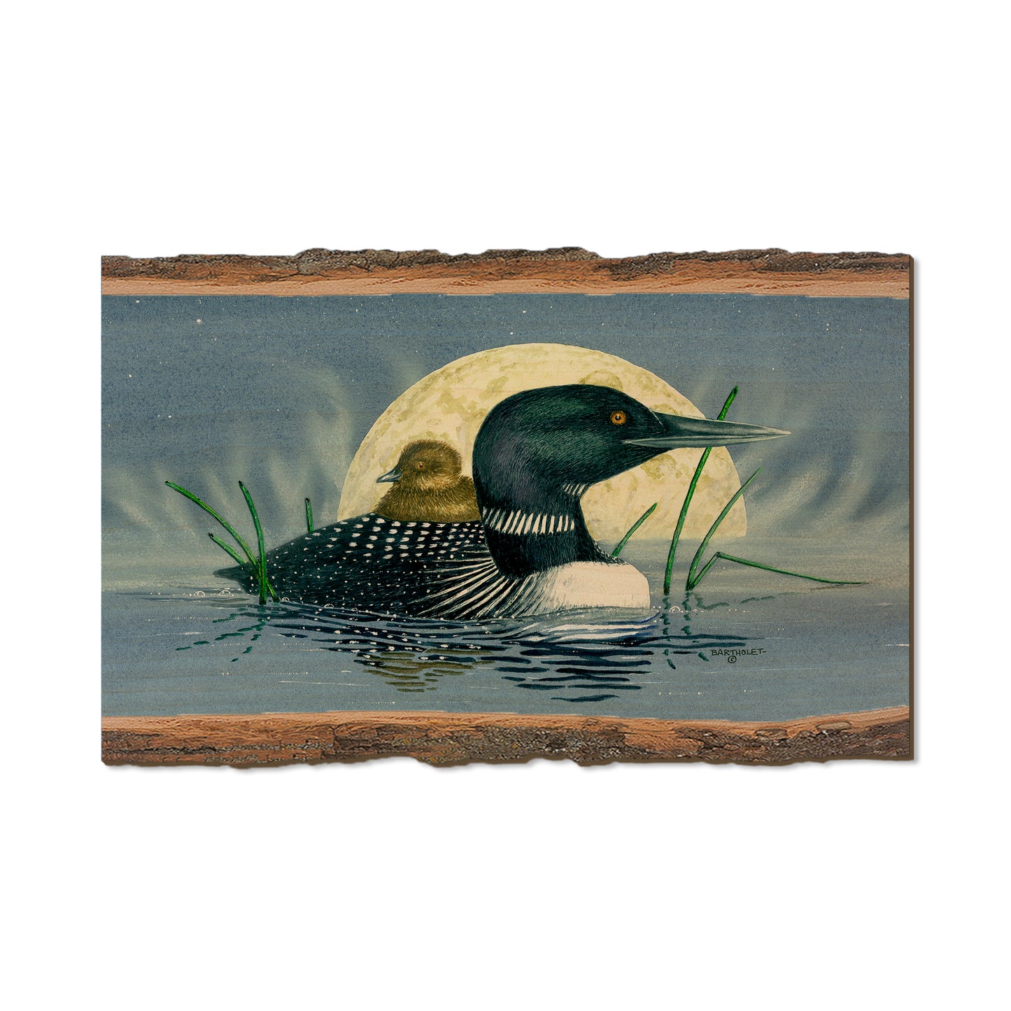 Bartholet's Loon Moon  - Live Edge Live Edge Magnet (5pk // $2.80ea)