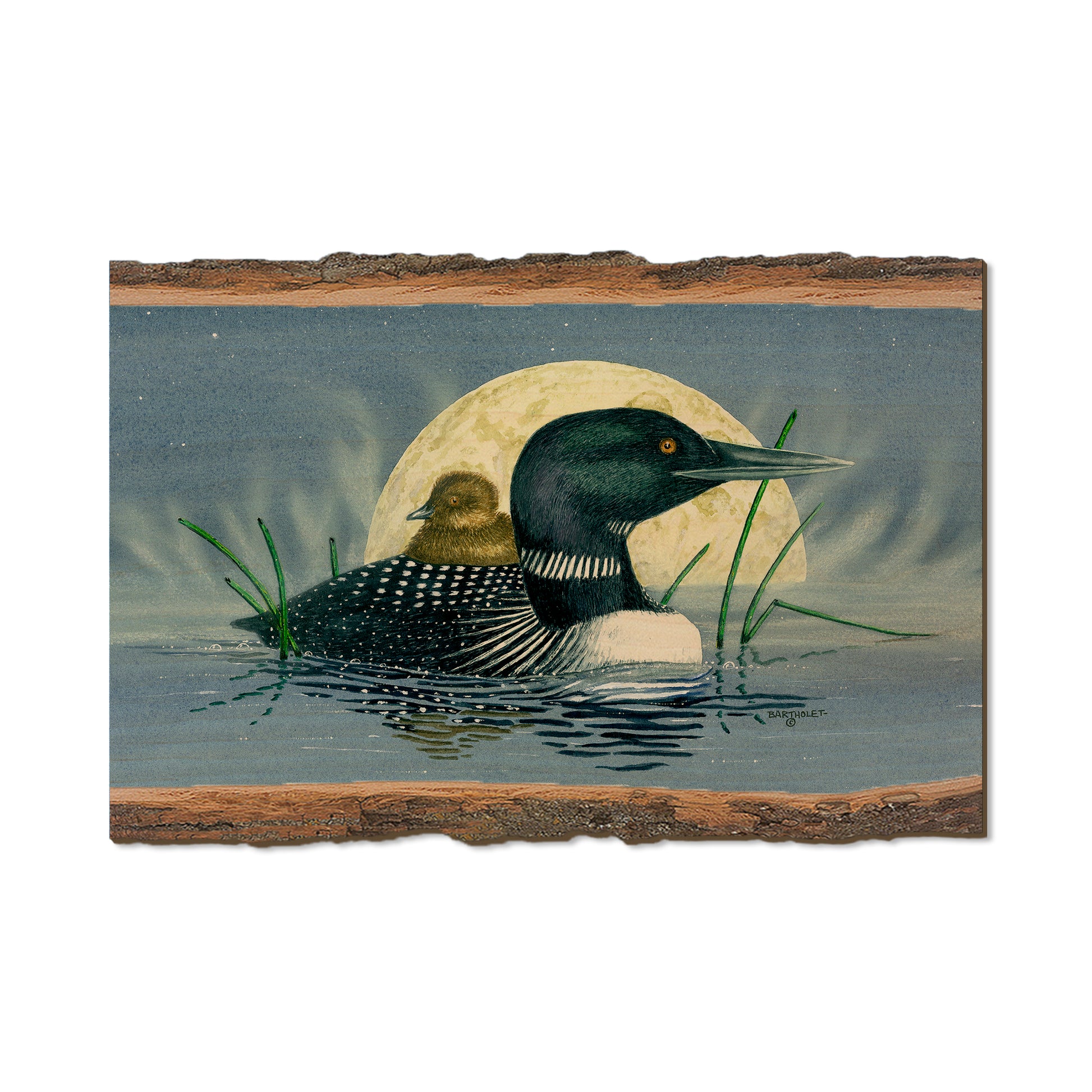 Bartholet's Loon Moon  - Live Edge Live Edge Postcard (5pk // $2.80ea)