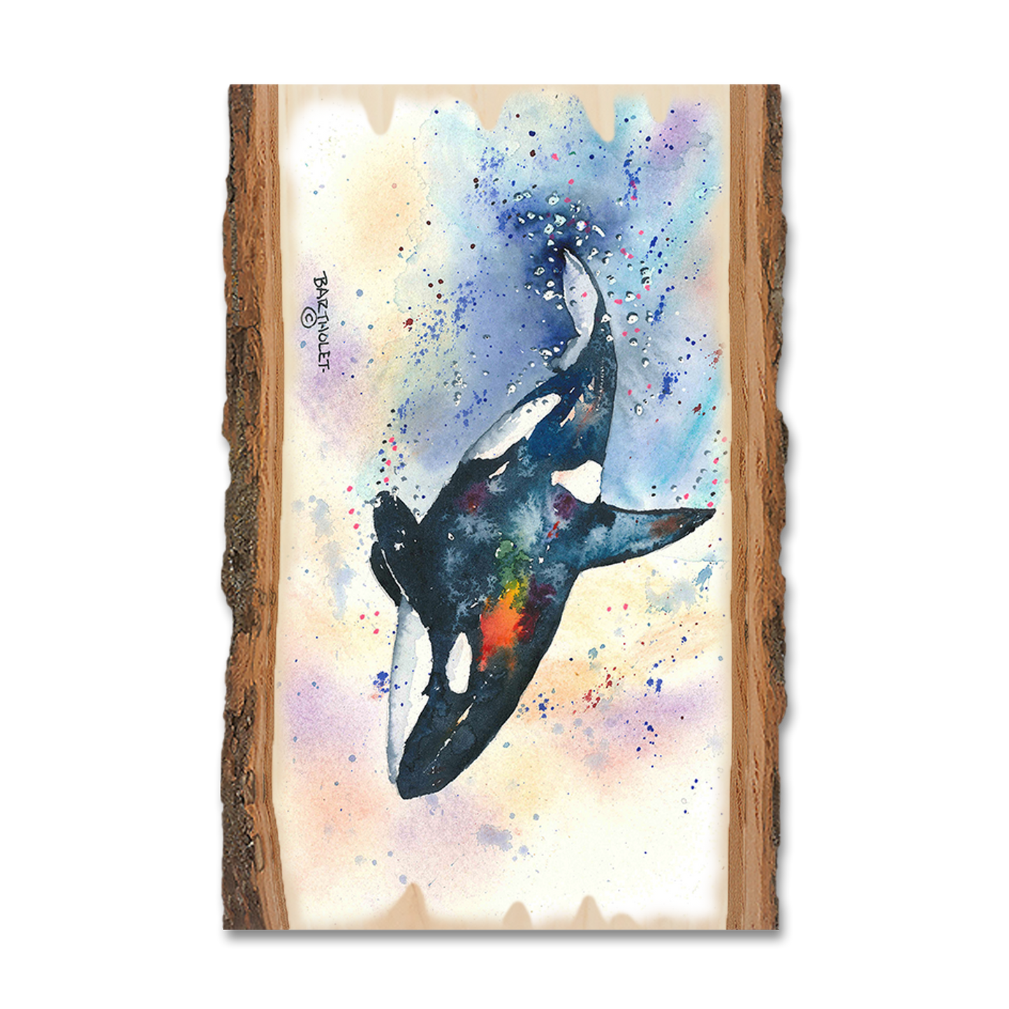 Greeting Card: Live Edge - Bartholet's Orca
