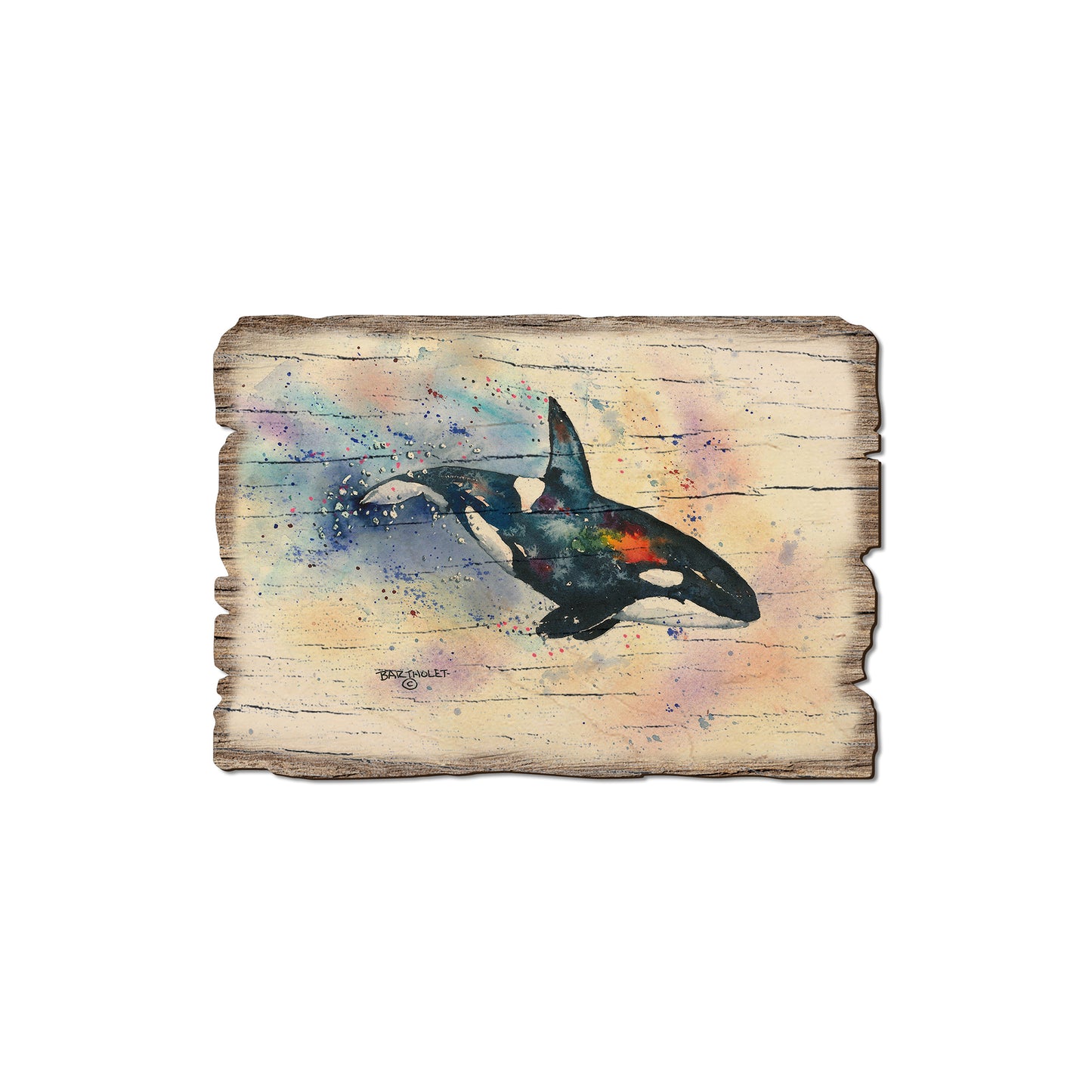 Bartholet's Orca - Rustic Edge Postcards & Magnets Rustic Edge Magnet (5pk // $2.80ea)