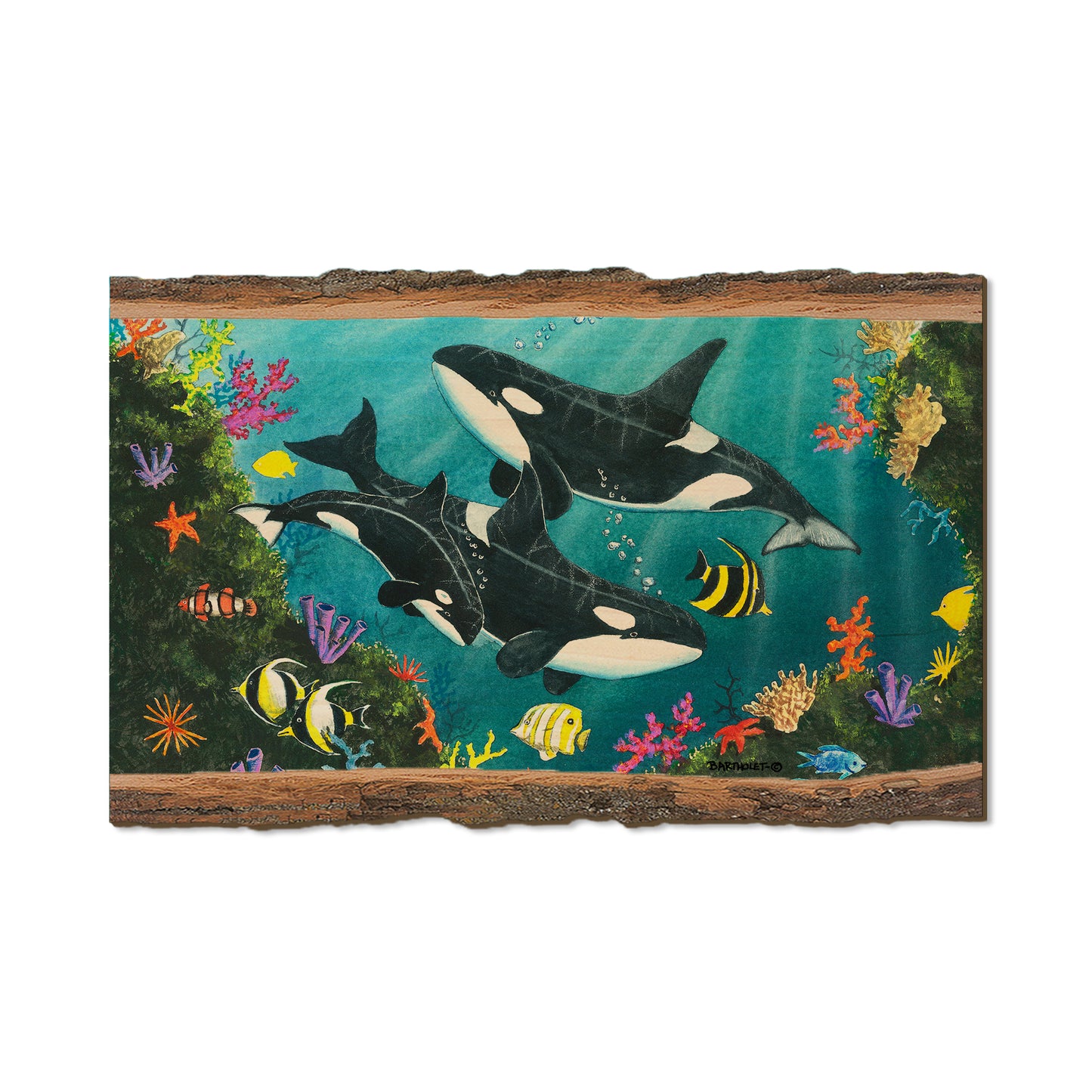 Bartholet's Orca Joy  - Live Edge Live Edge Magnet (5pk // $2.80ea)