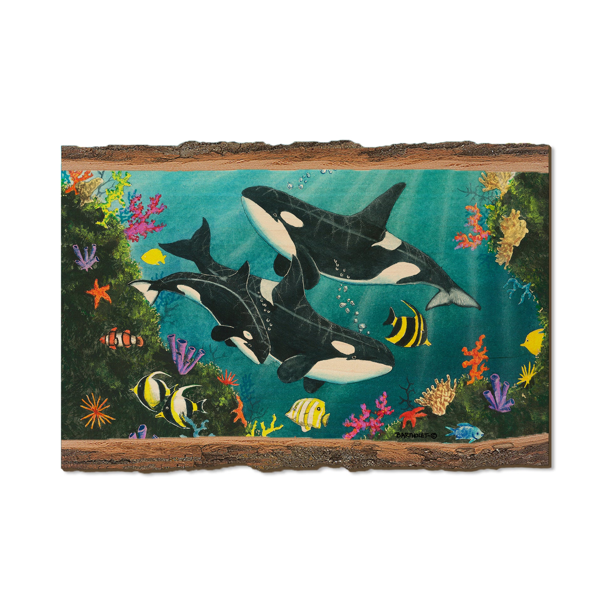 Bartholet's Orca Joy  - Live Edge Live Edge Postcard (5pk // $2.80ea)