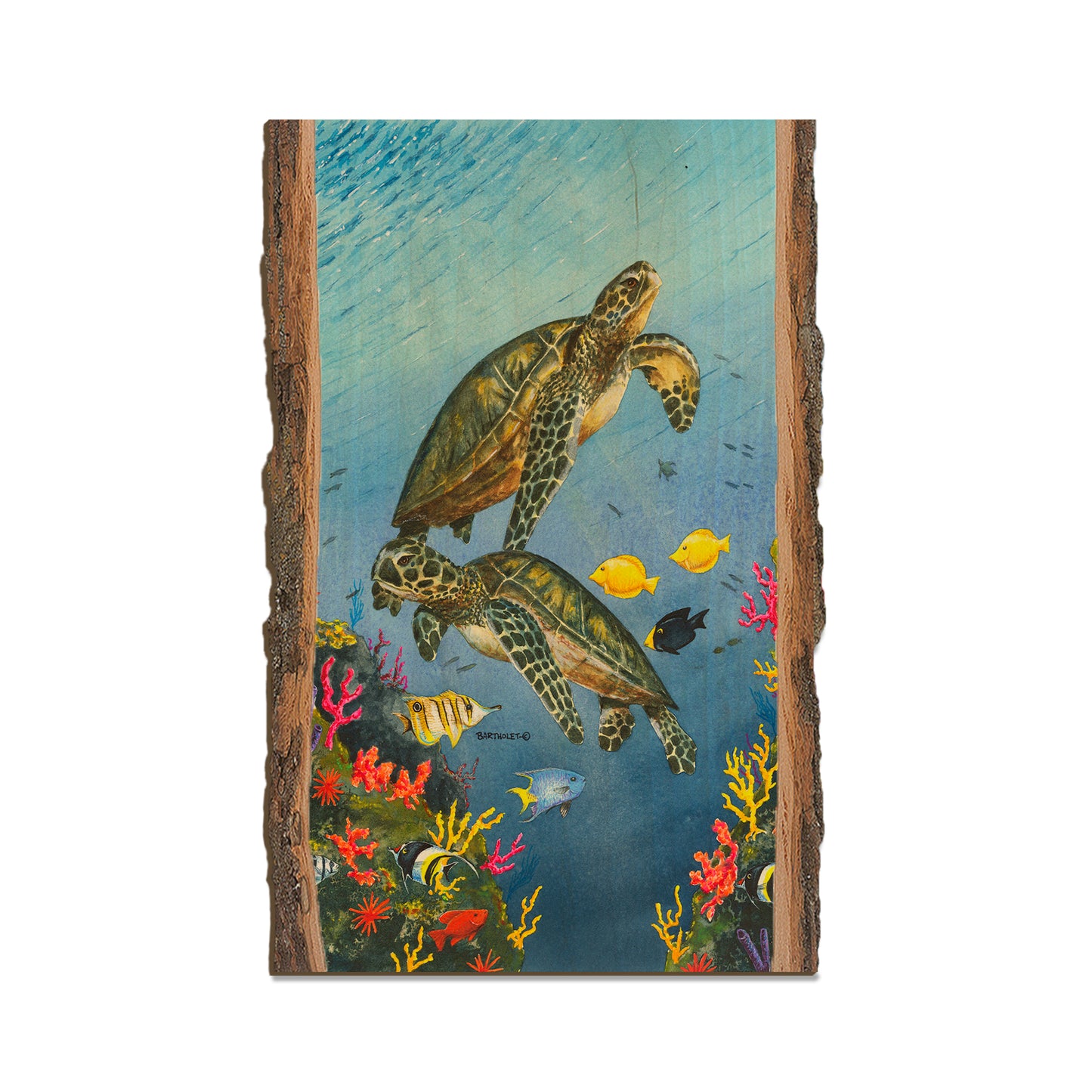 Bartholet's Paradise  - Live Edge Live Edge Magnet (5pk // $2.80ea)