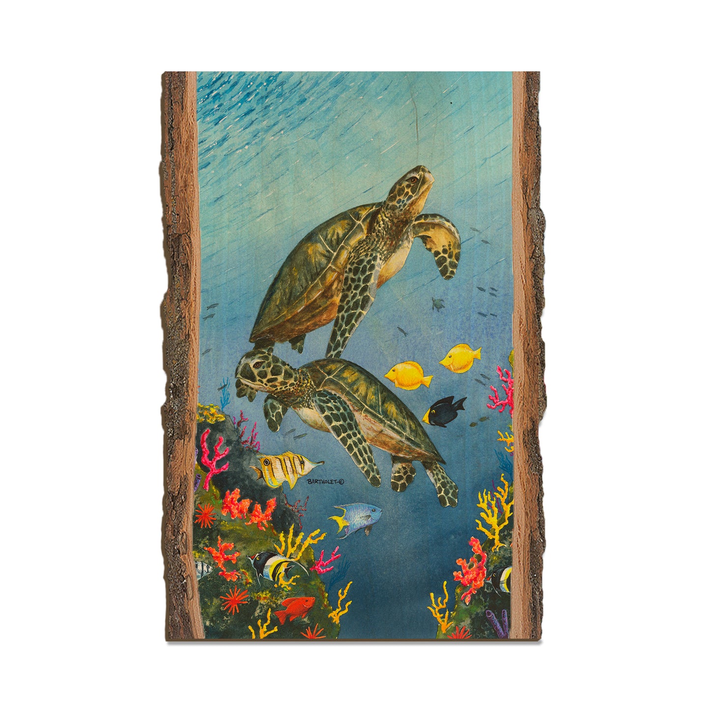 Bartholet's Paradise  - Live Edge Live Edge Postcard (5pk // $2.80ea)