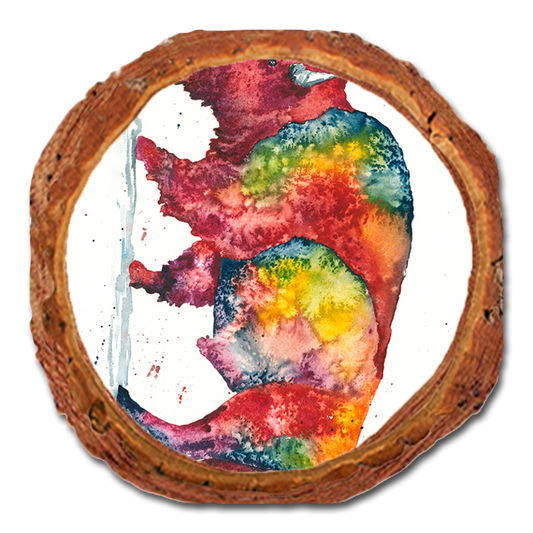 Coaster: Live Edge - Bartholet's Rainbow Bison (Pack of 5)