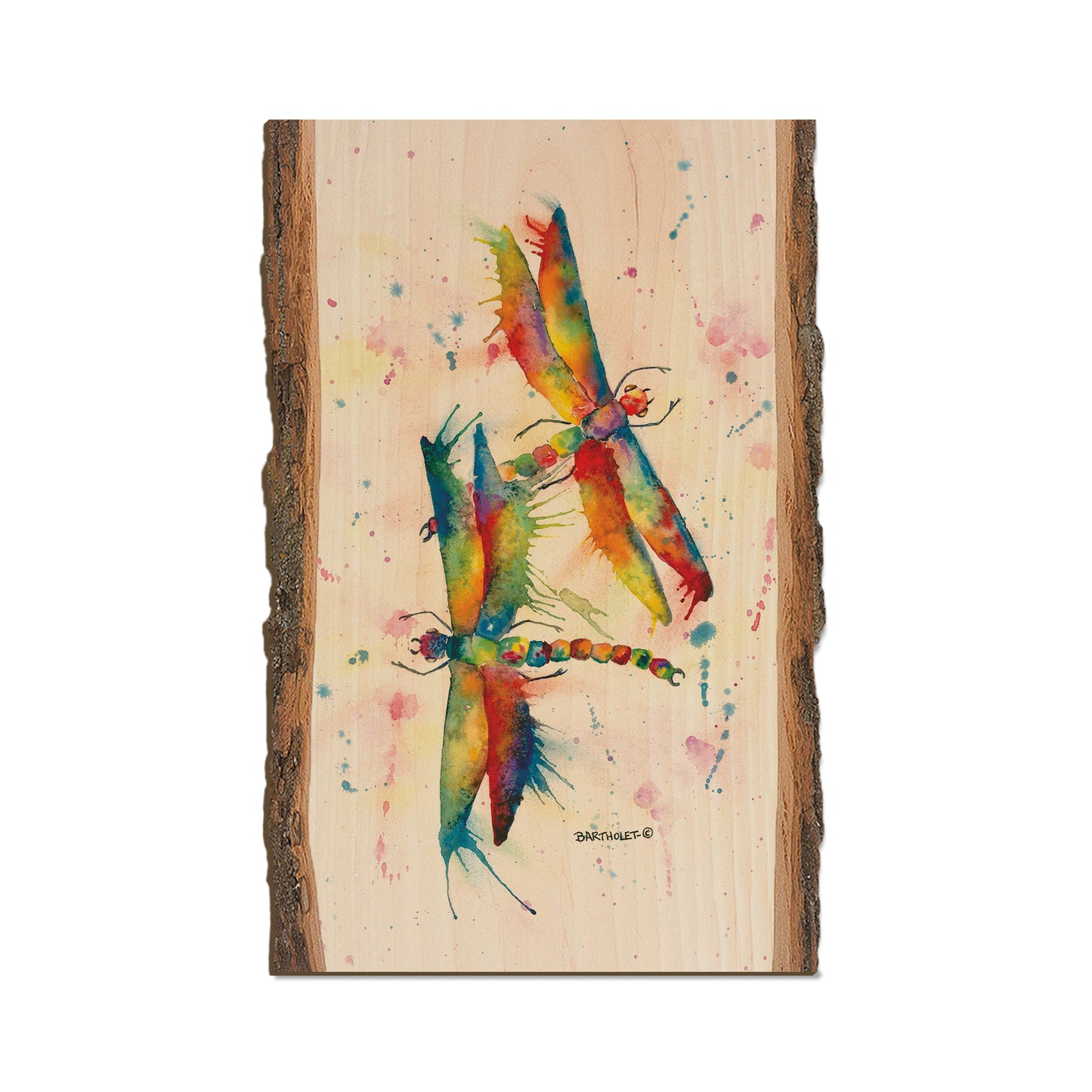 Bartholet's Rainbow Dragonflies Courtship  - Live Edge Live Edge Magnet (5pk // $2.80ea)