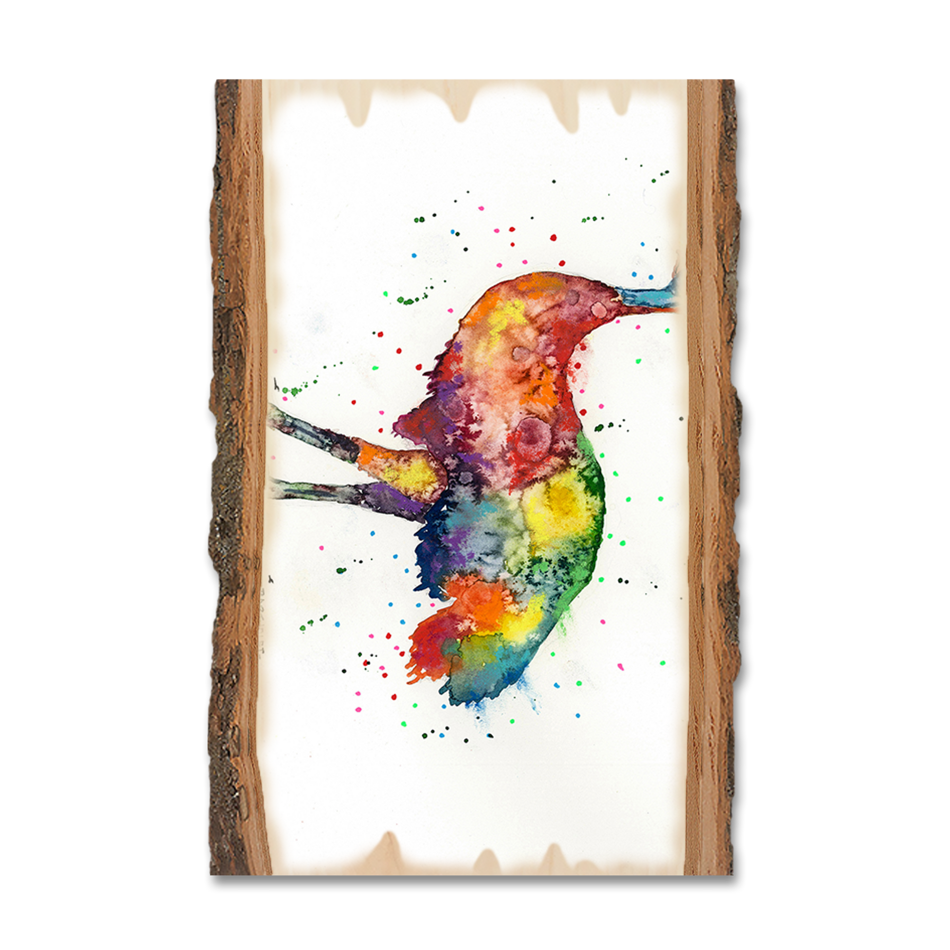 Magnet: Live Edge - Bartholet's Rainbow Emu