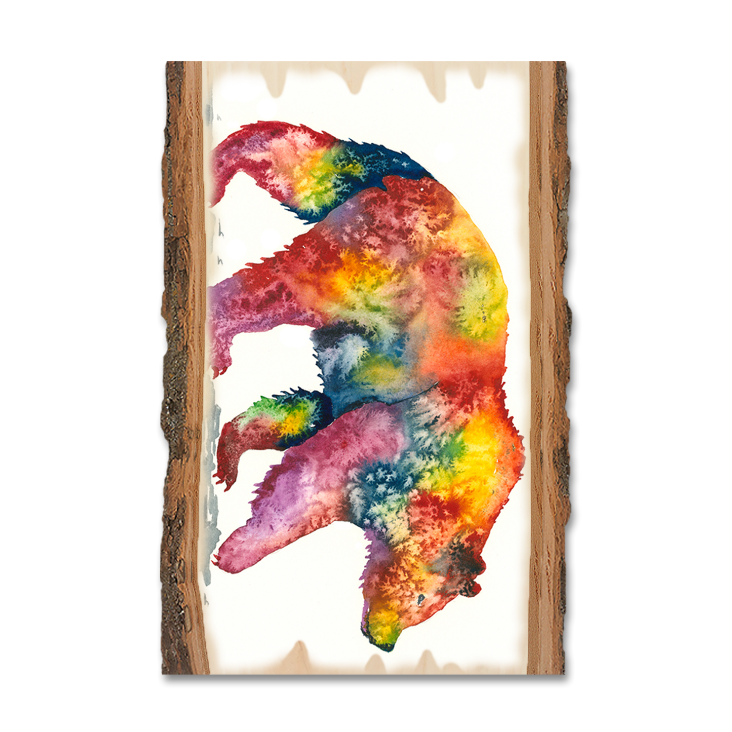 Magnet: Live Edge - Bartholet's Rainbow Grizzly