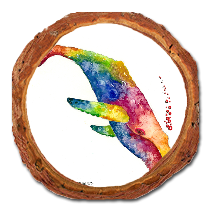 Coaster: Live Edge - Bartholet's Rainbow Humpback (Pack of 5)