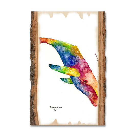 Magnet: Live Edge - Bartholet's Rainbow Humpback