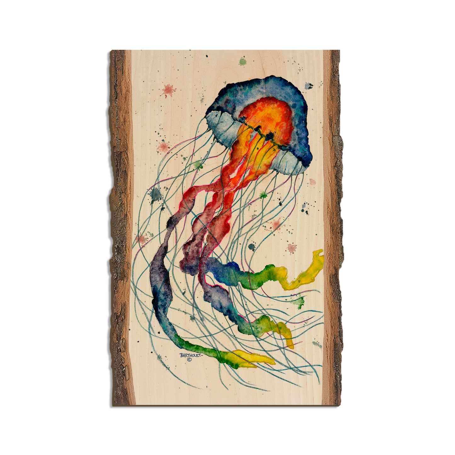 Bartholet's Rainbow Jellyfish  - Live Edge Live Edge Magnet (5pk // $2.80ea)