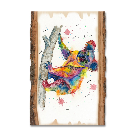 Magnet: Live Edge - Bartholet's Rainbow Koala