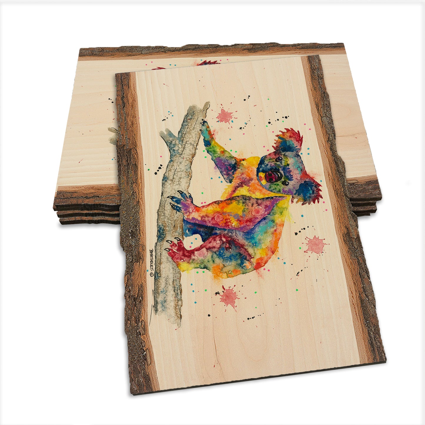 Bartholet's Rainbow Koala  - Live Edge Live Edge Postcard (5pk // $2.80ea)