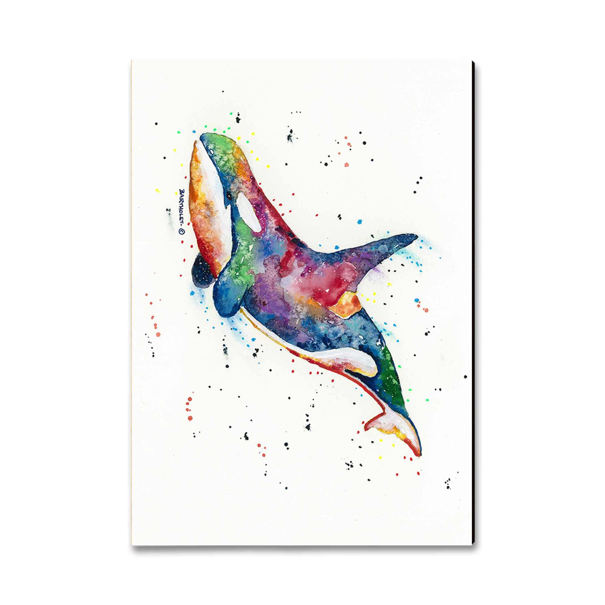 Magnet: Classic Edge - Bartholet's Rainbow Orca