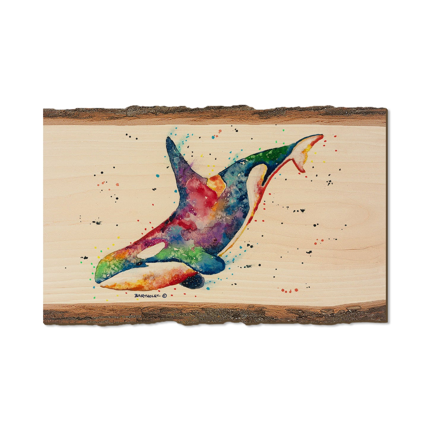 Bartholet's Rainbow Orca  - Live Edge Live Edge Magnet (5pk // $2.80ea)