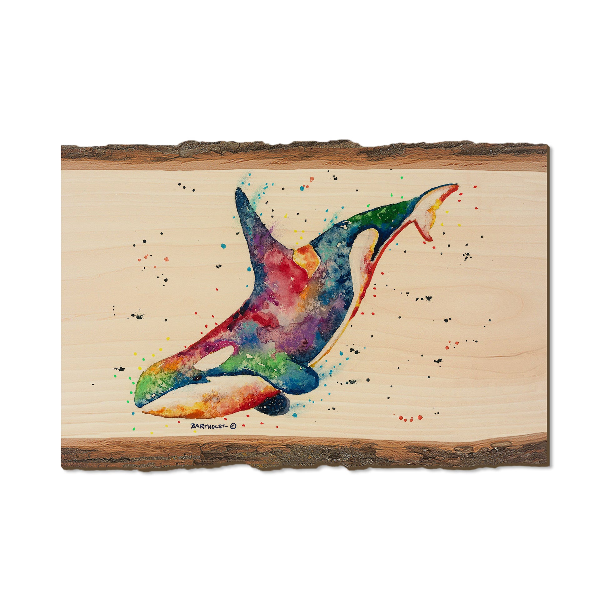 Bartholet's Rainbow Orca  - Live Edge Live Edge Postcard (5pk // $2.80ea)