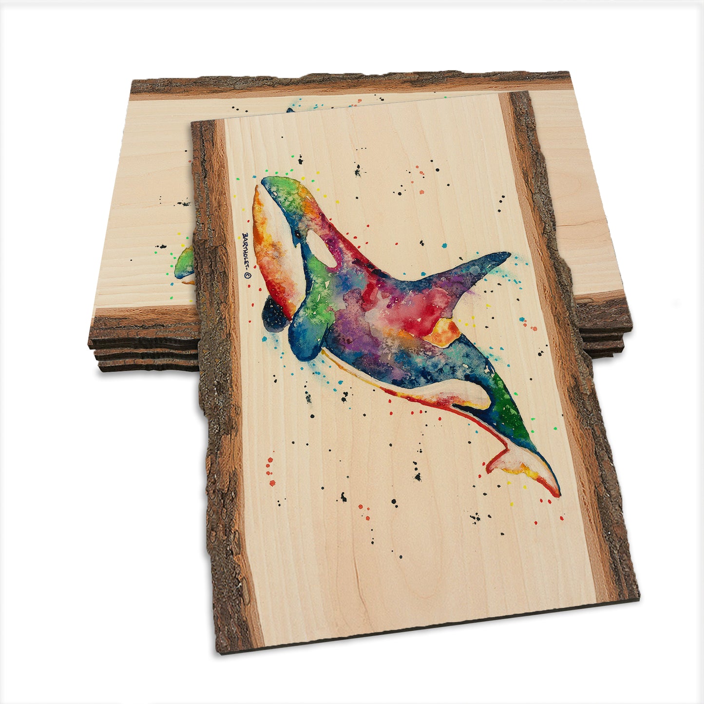 Bartholet's Rainbow Orca  - Live Edge Live Edge Postcard (5pk // $2.80ea)