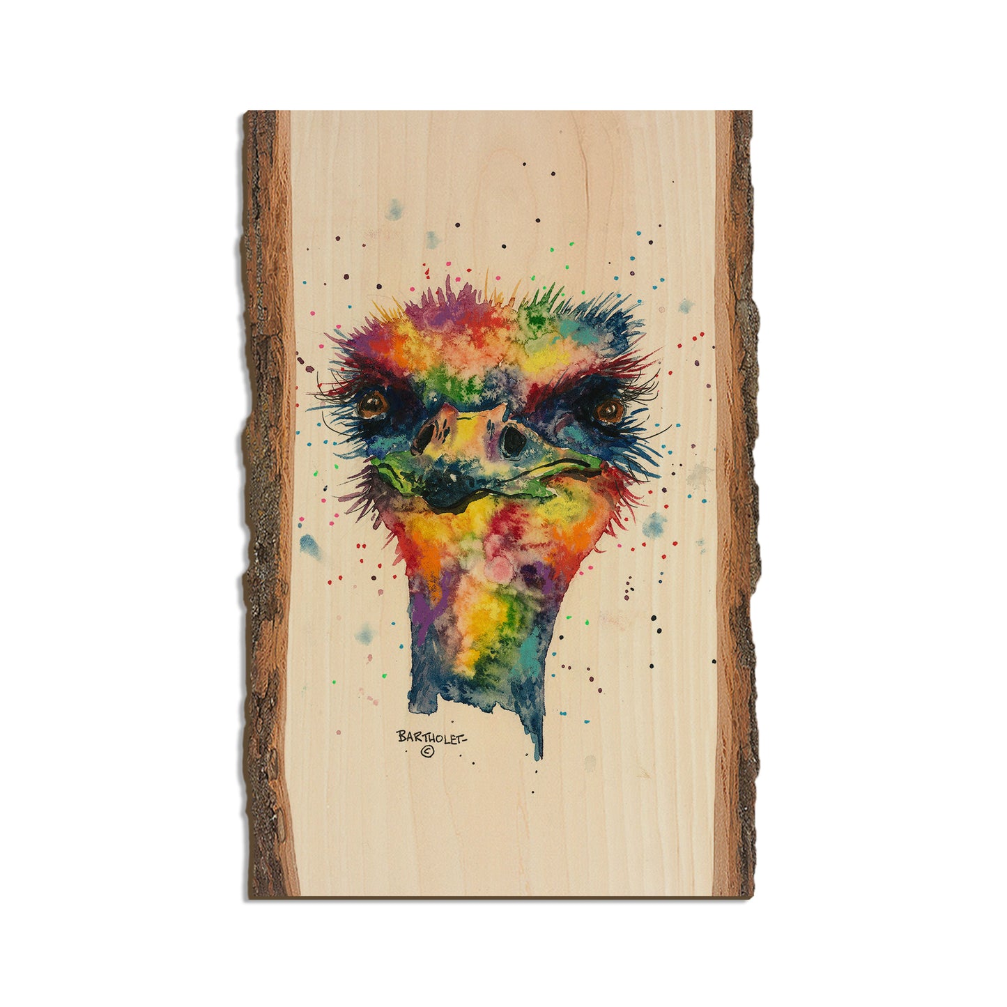 Bartholet's Rainbow Ostrich  - Live Edge Live Edge Magnet (5pk // $2.80ea)