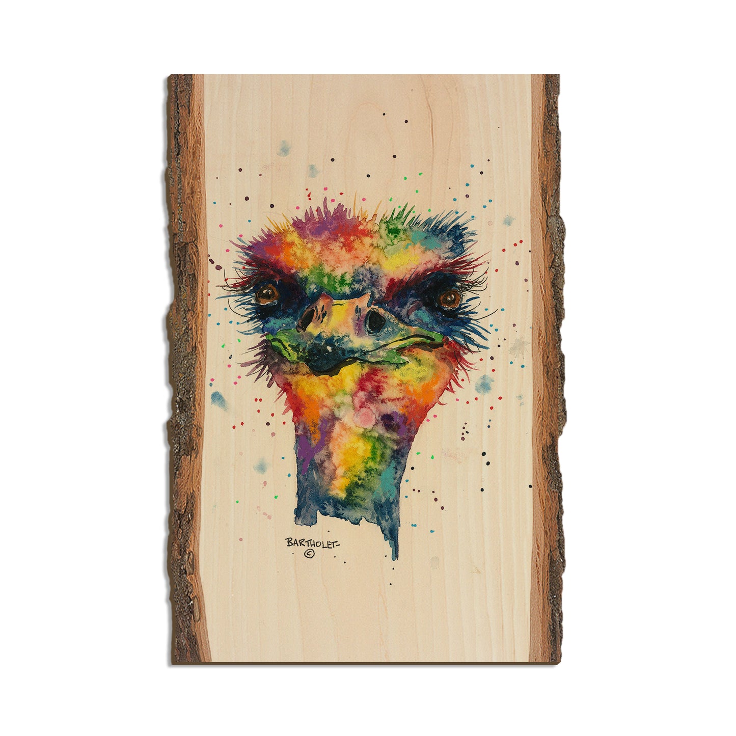 Bartholet's Rainbow Ostrich  - Live Edge Live Edge Postcard (5pk // $2.80ea)