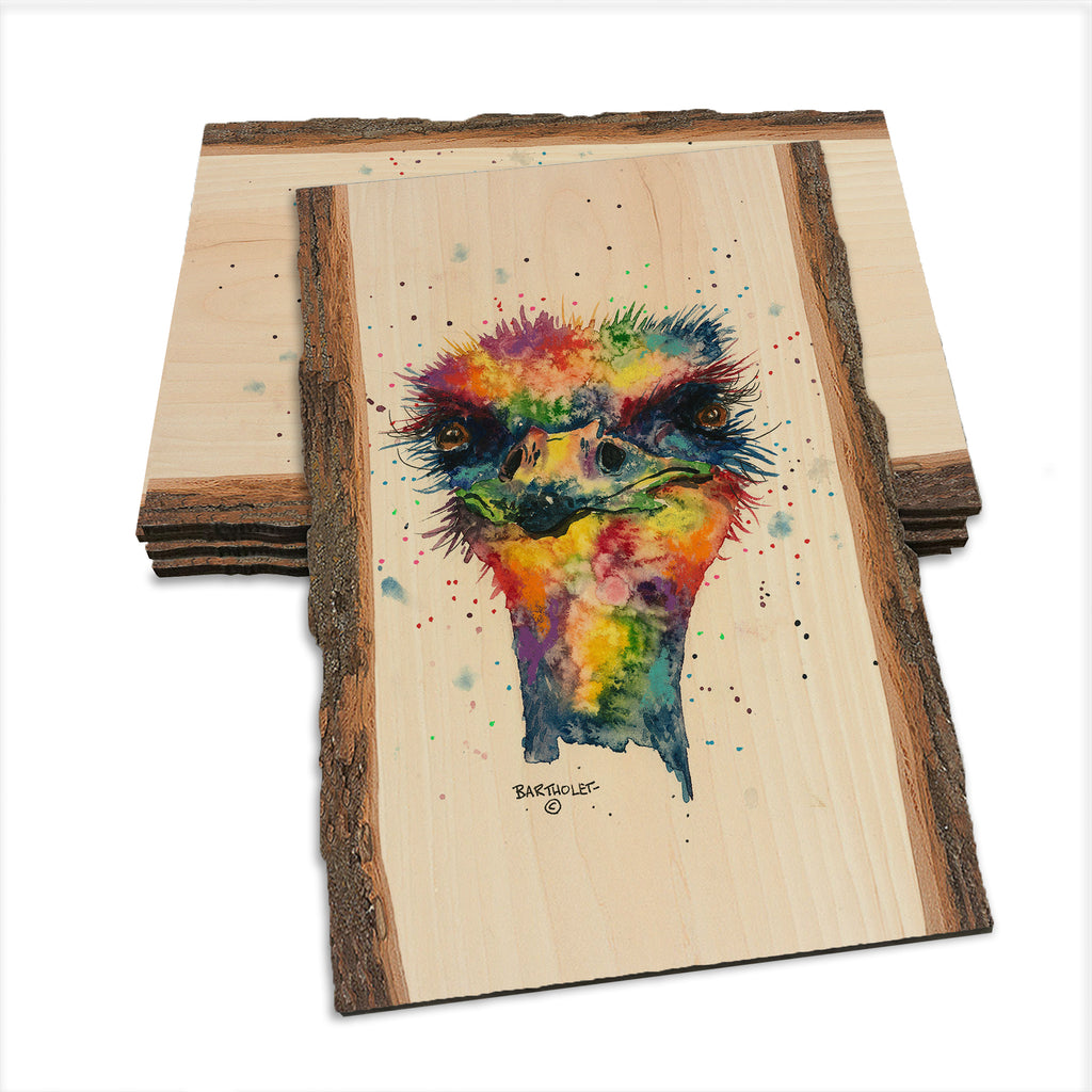 Bartholet's Rainbow Ostrich  - Live Edge Live Edge Postcard (5pk // $2.80ea)