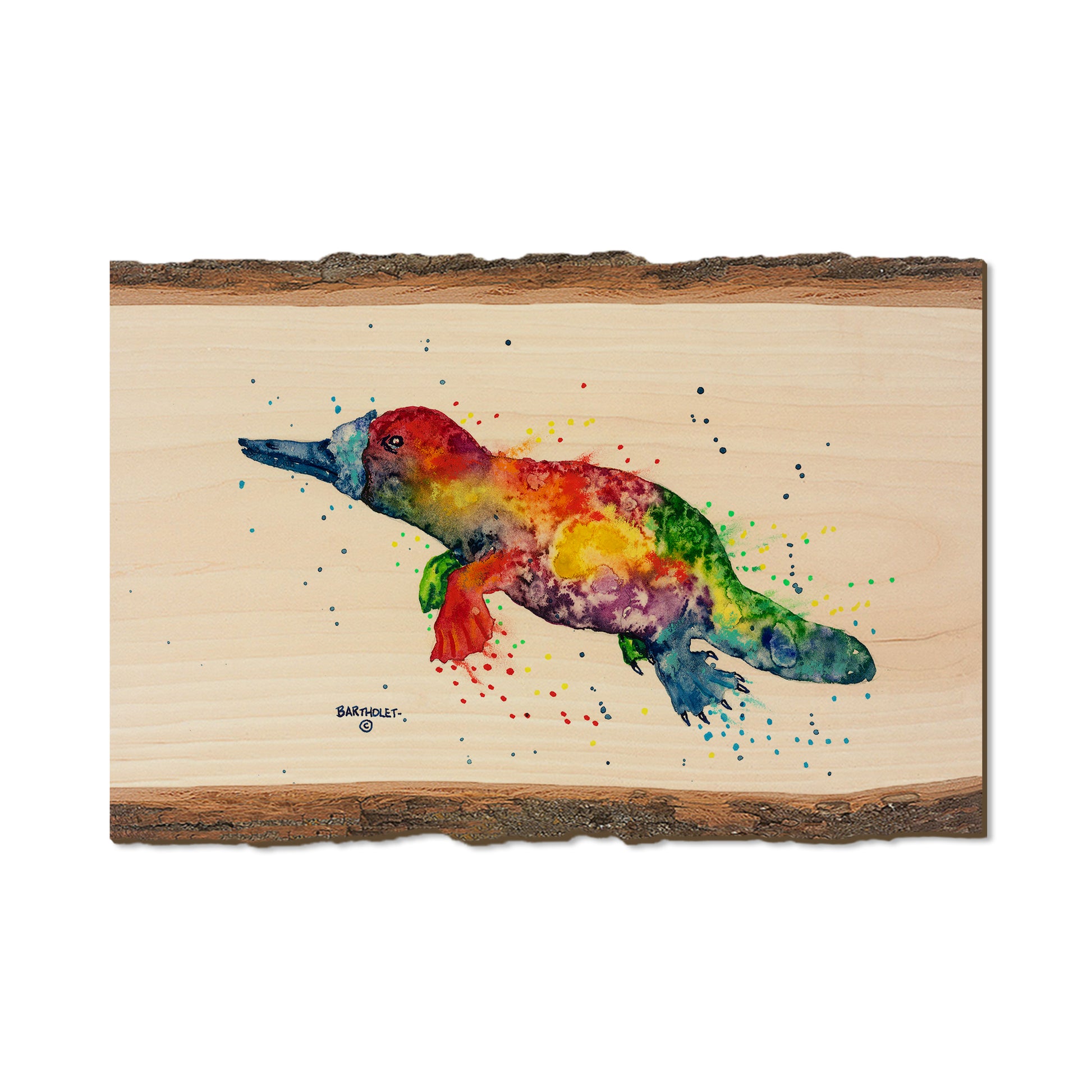 Bartholet's Rainbow Platypus  - Live Edge Live Edge Postcard (5pk // $2.80ea)