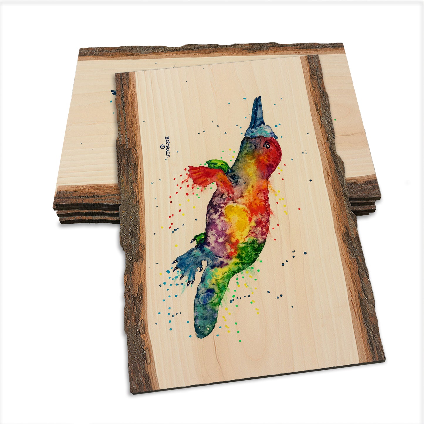 Bartholet's Rainbow Platypus  - Live Edge Live Edge Postcard (5pk // $2.80ea)