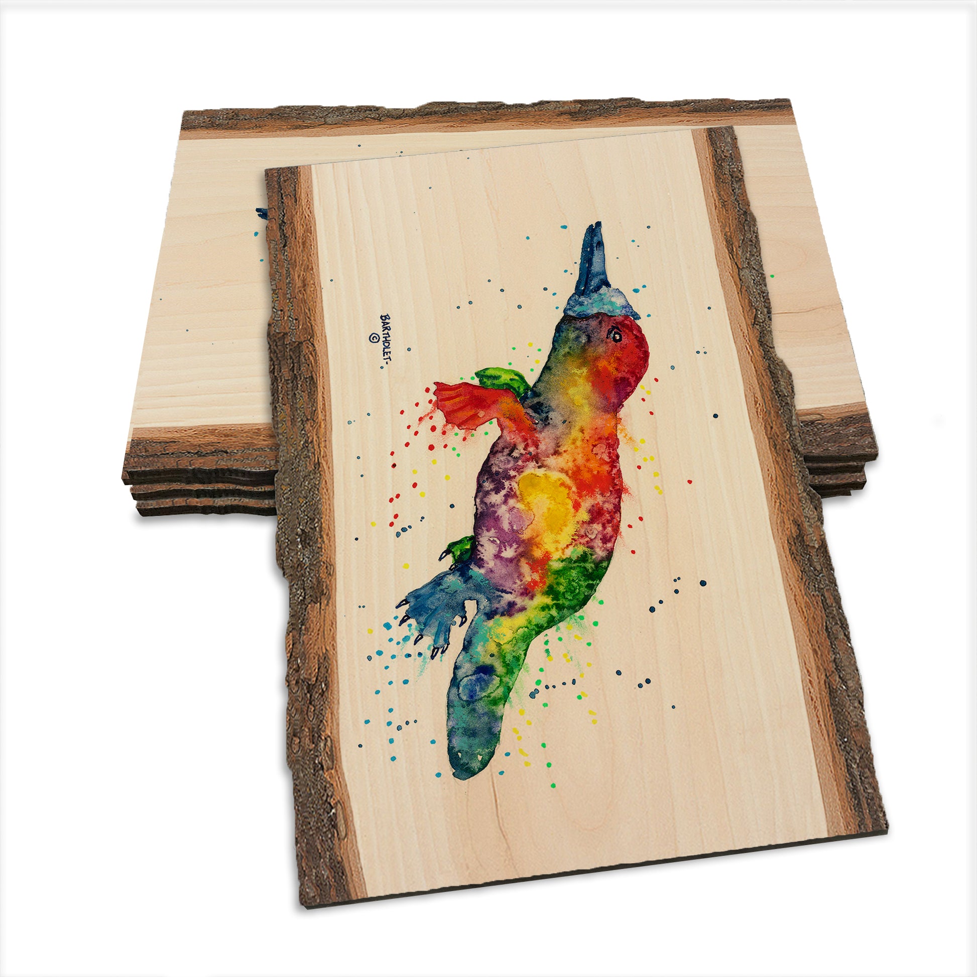 Bartholet's Rainbow Platypus  - Live Edge Live Edge Postcard (5pk // $2.80ea)