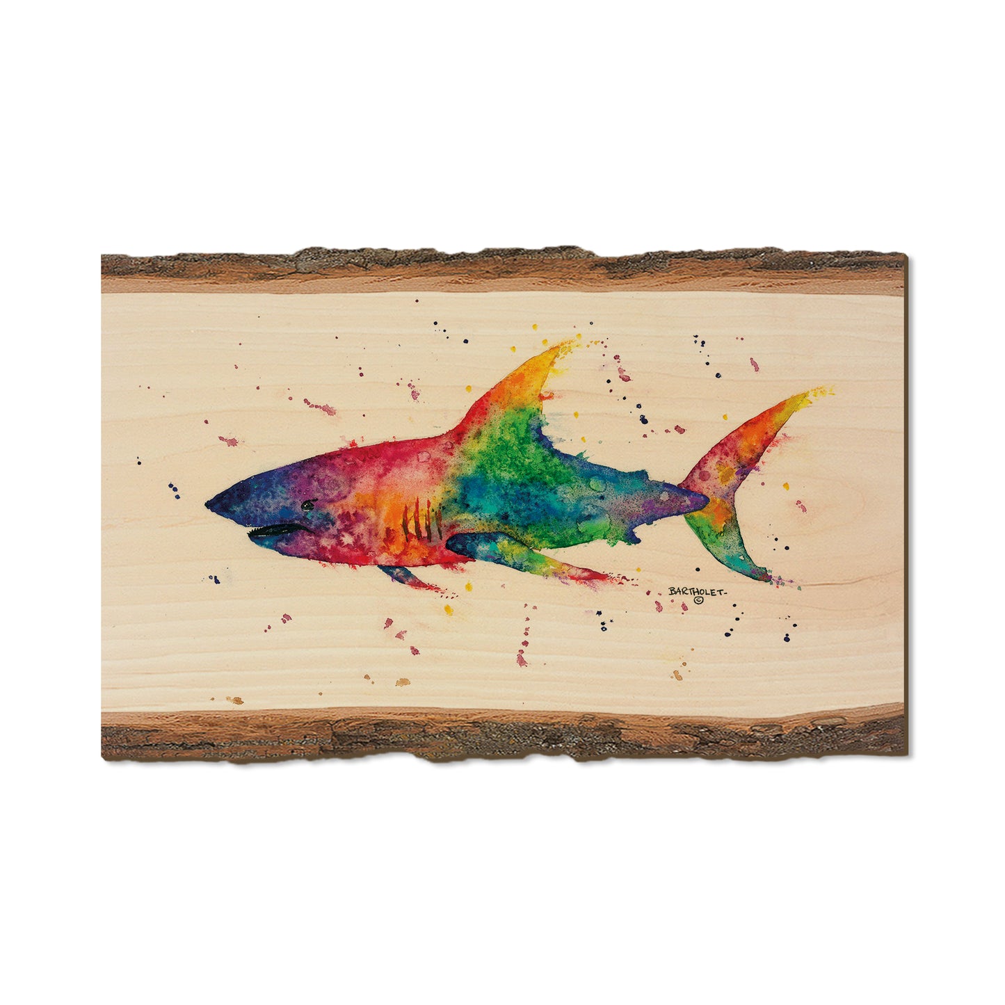Bartholet's Rainbow Shark  - Live Edge Live Edge Postcard (5pk // $2.80ea)