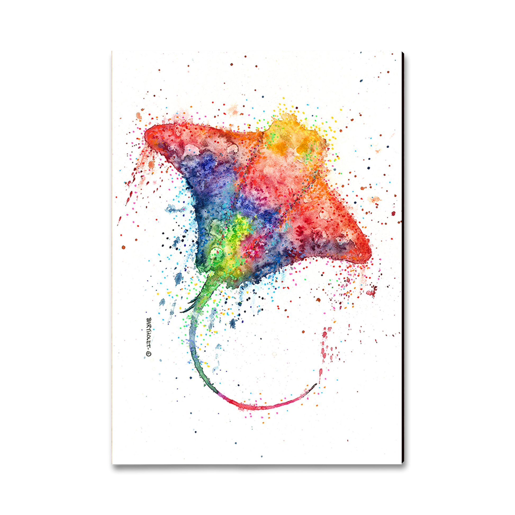 Magnet: Classic Edge - Bartholet's Rainbow Stingray