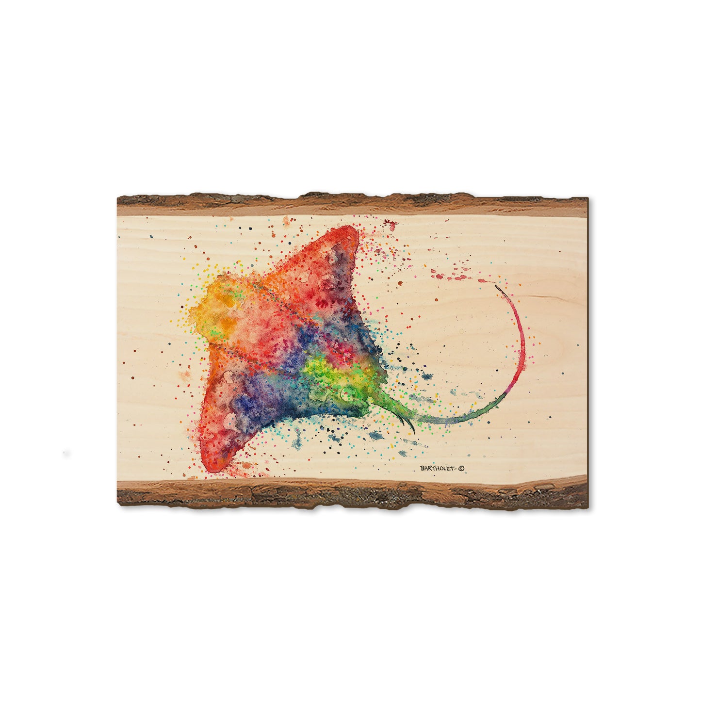 Bartholet's Rainbow Stingray - Live Edge Magnet Live Edge Magnet (5pk // $2.80ea)