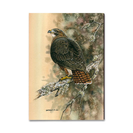 Magnet: Classic Edge - Bartholet's Red Tailed Hawk