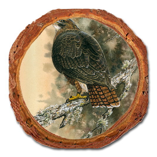 Coaster: Live Edge - Bartholet's Red Tailed Hawk (Pack of 5)