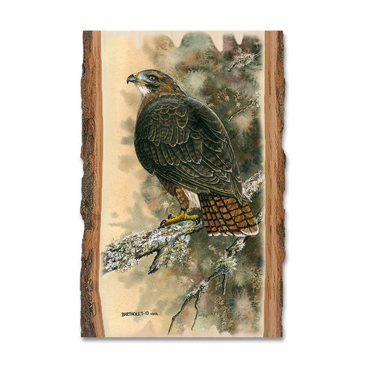 Magnet: Live Edge - Bartholet's Red Tailed Hawk