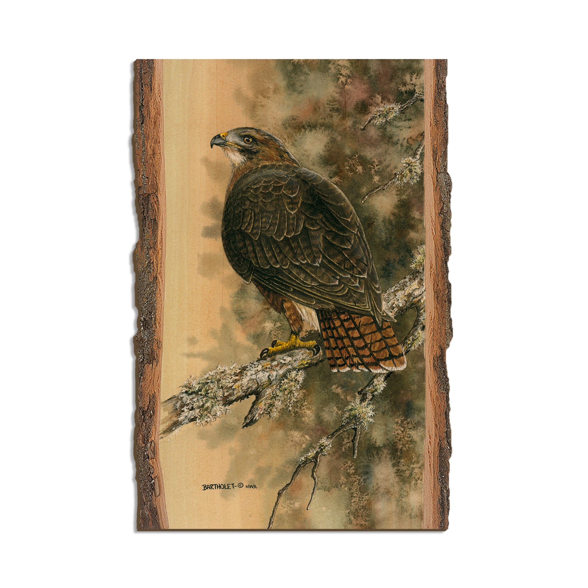 Bartholet's Red Tailed Hawk  - Live Edge Live Edge Postcard (5pk // $2.80ea)