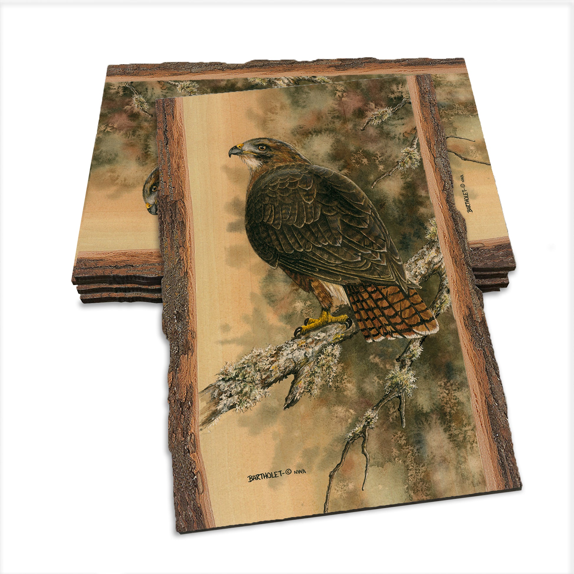 Bartholet's Red Tailed Hawk  - Live Edge Live Edge Postcard (5pk // $2.80ea)
