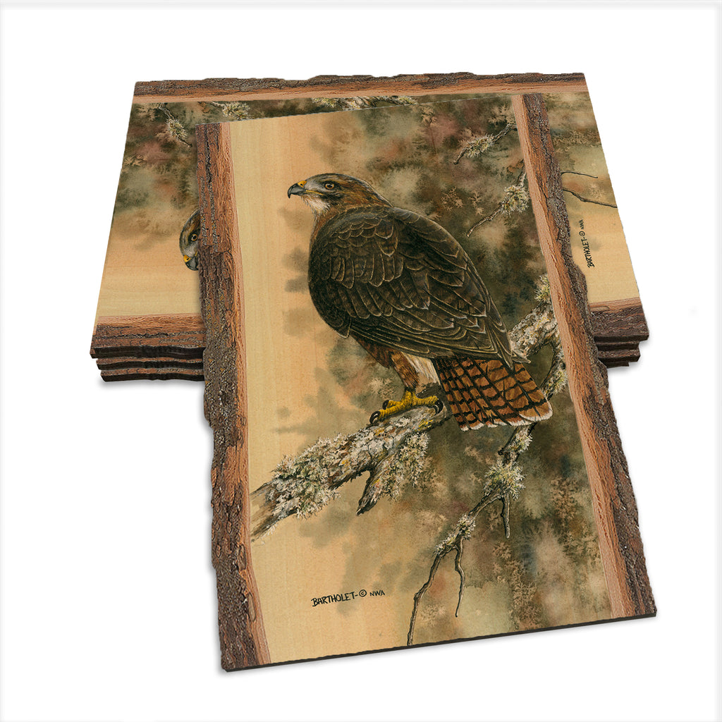 Bartholet's Red Tailed Hawk  - Live Edge Live Edge Postcard (5pk // $2.80ea)