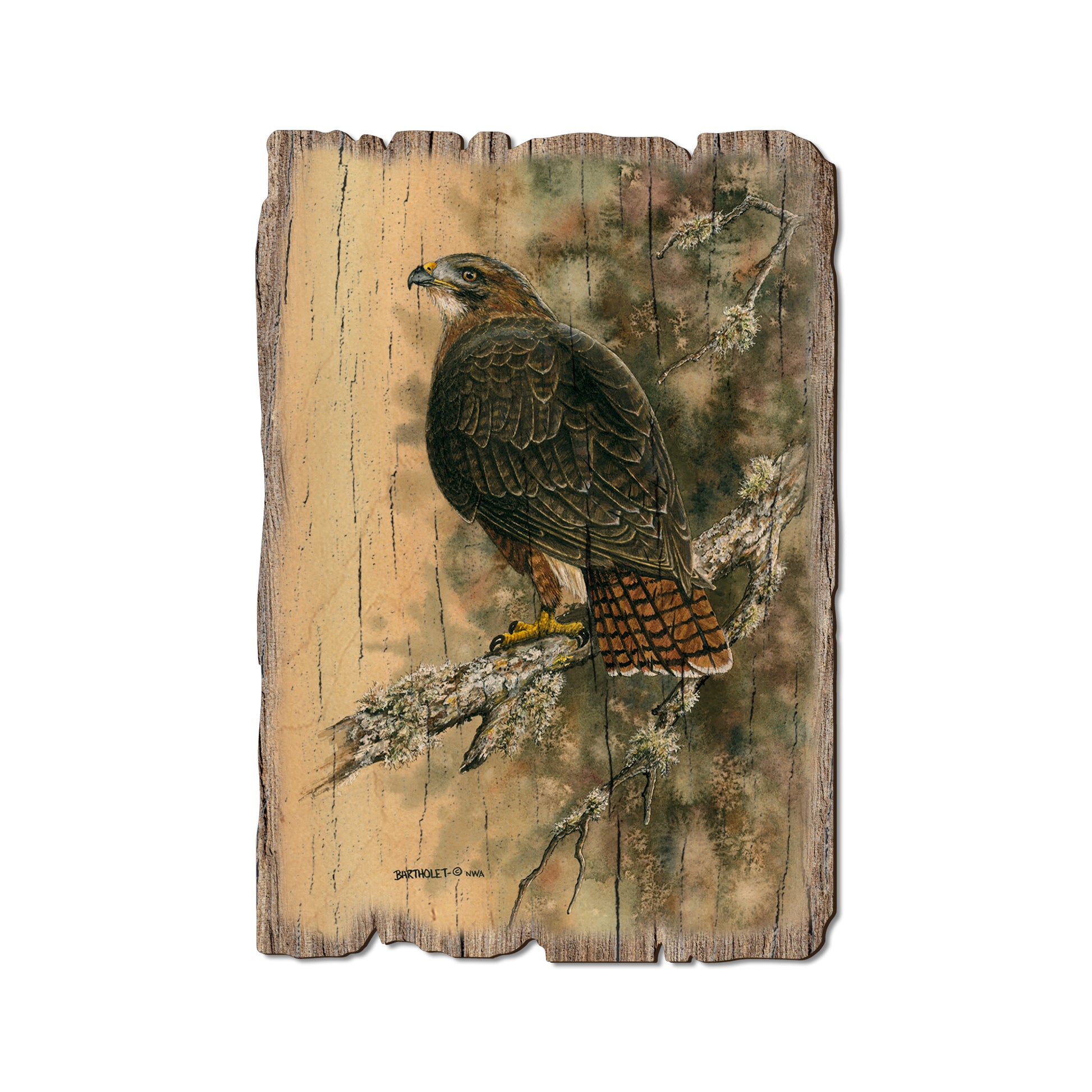 Bartholet's Red Tailed Hawk - Rustic Edge Postcards & Magnets Rustic Edge Postcard (5pk // $2.80ea)