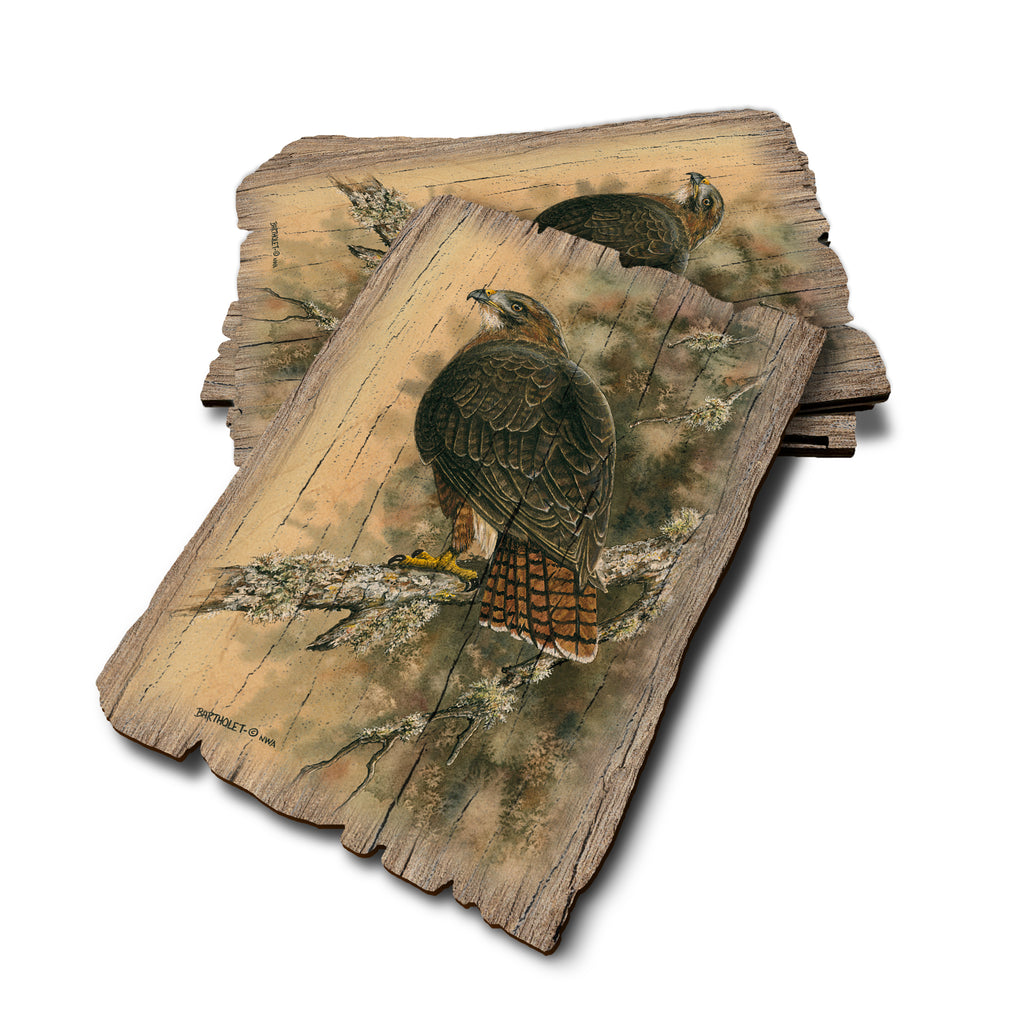 Bartholet's Red Tailed Hawk - Weathered Edge Rustic Edge Postcard (5pk // $2.80ea)