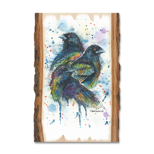 Magnet: Live Edge - Bartholet's Raven Trio