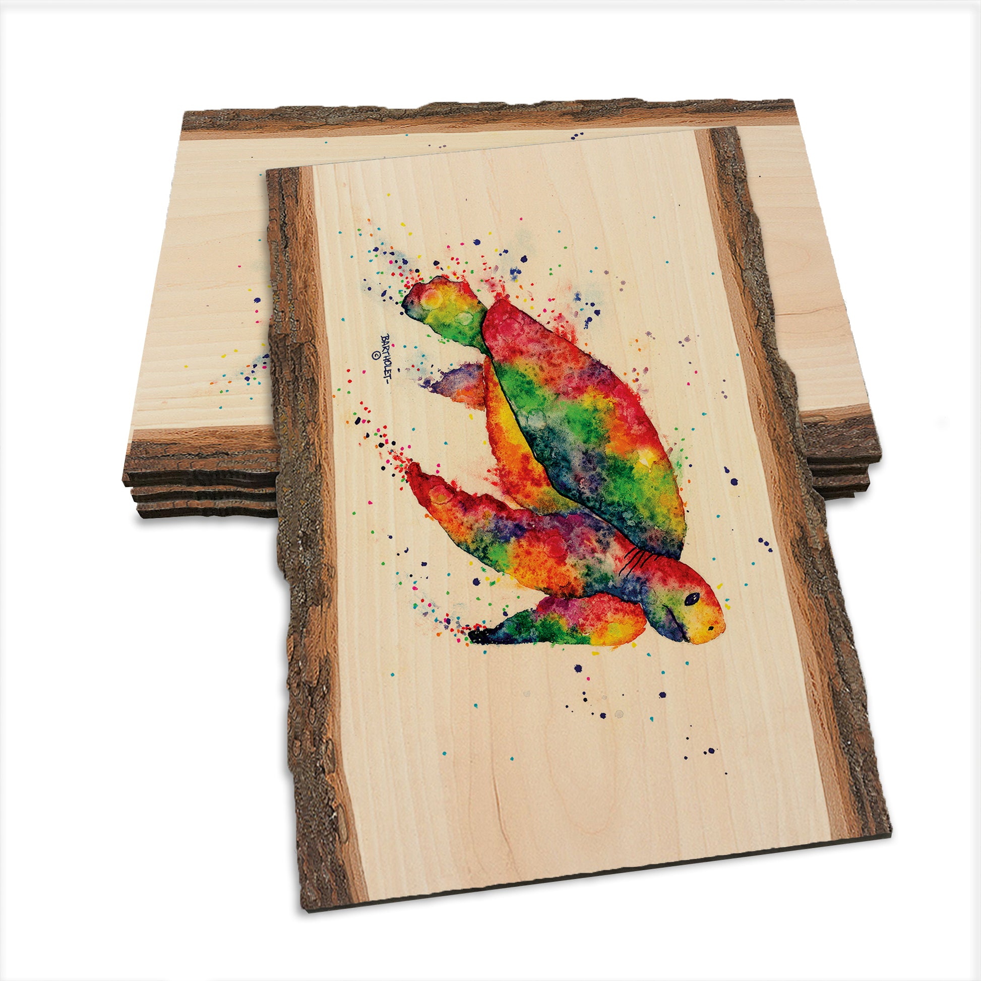 Bartholet's Rainbow Turtle  - Live Edge Live Edge Postcard (5pk // $2.80ea)