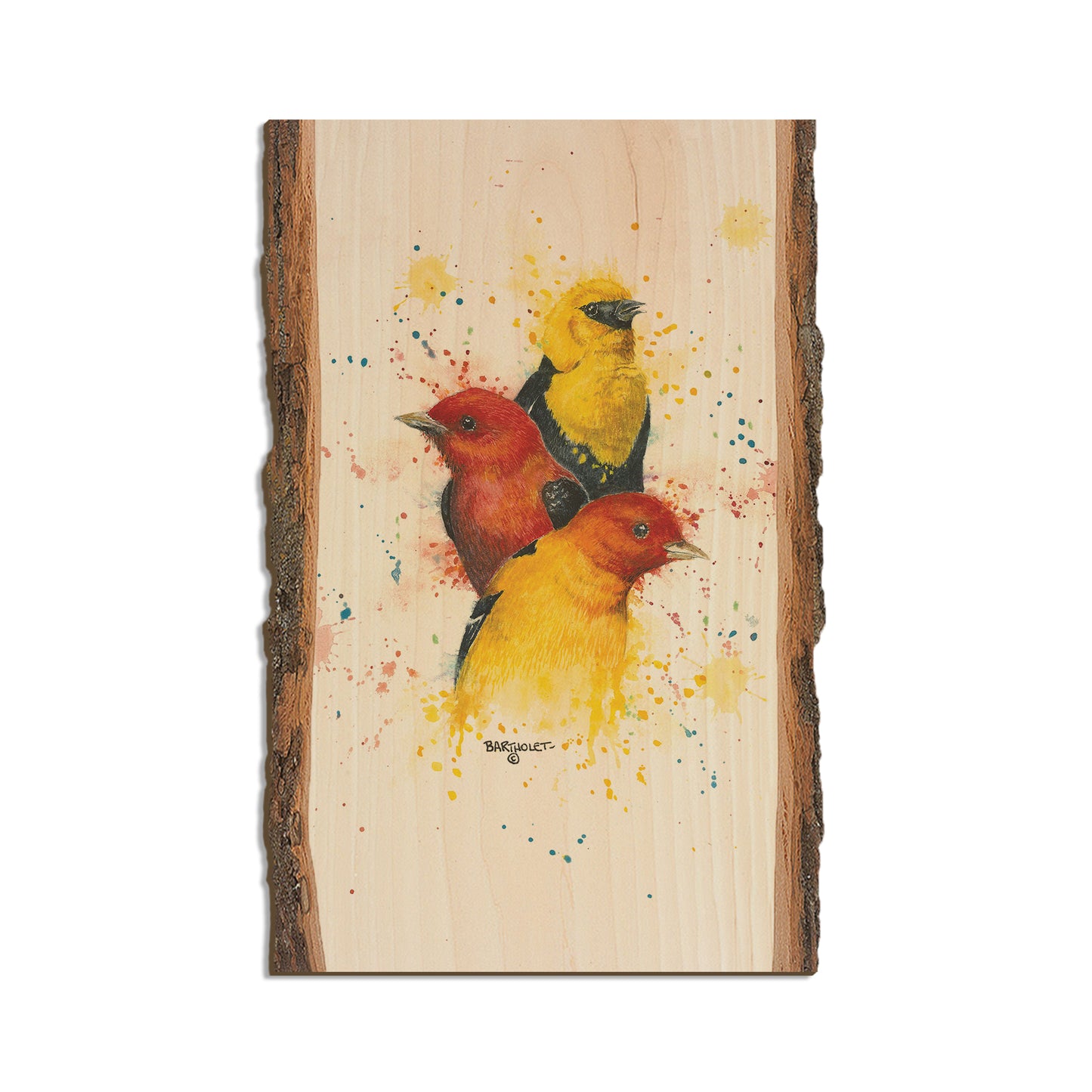 Bartholet's Songbird Trio II  - Live Edge Live Edge Magnet (5pk // $2.80ea)
