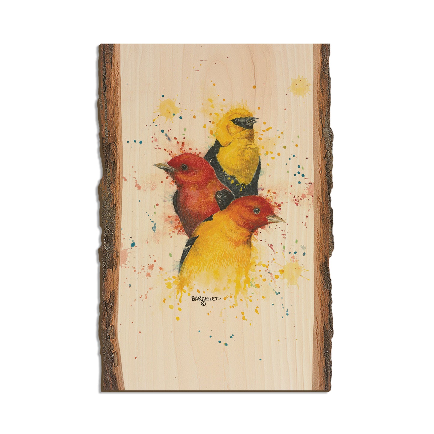 Bartholet's Songbird Trio II  - Live Edge Live Edge Postcard (5pk // $2.80ea)