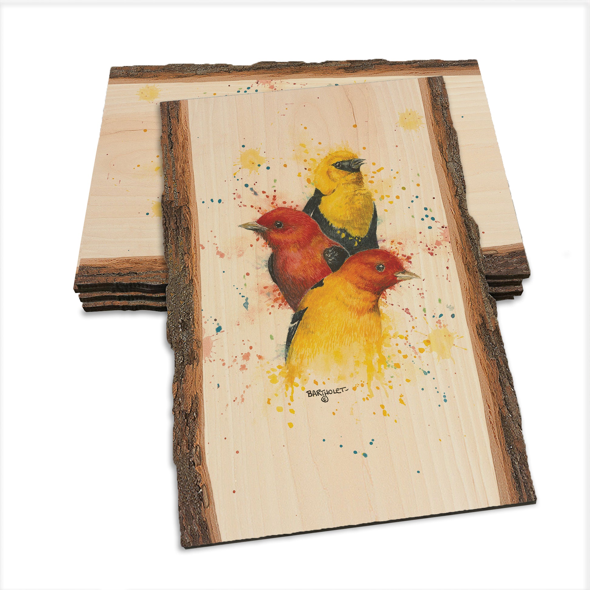 Bartholet's Songbird Trio II  - Live Edge Live Edge Postcard (5pk // $2.80ea)