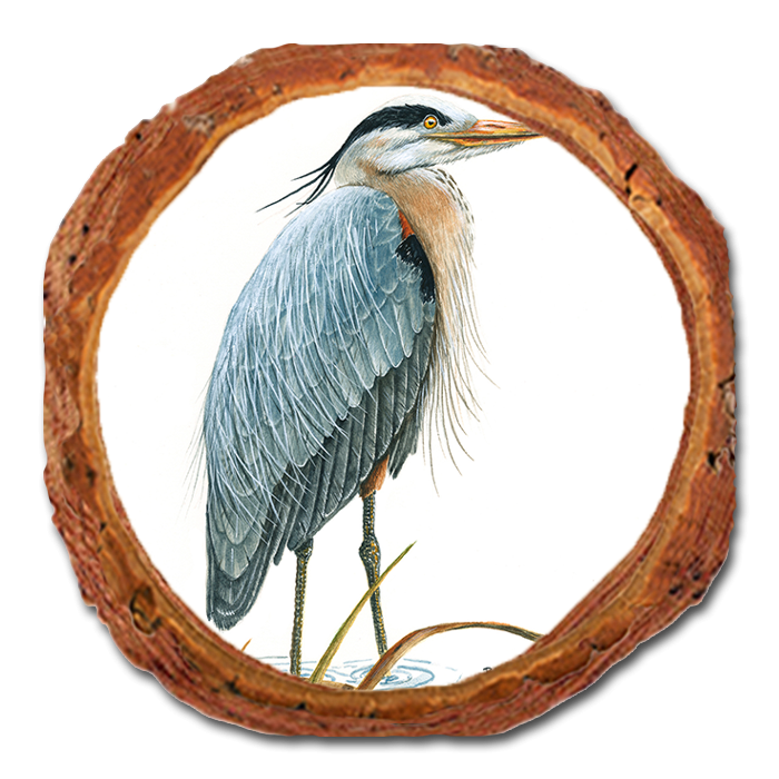 Coaster: Live Edge - Bartholet's Sentinel Heron (Pack of 5)