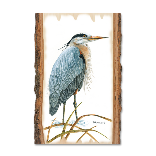 Greeting Card: Live Edge - Bartholet's Sentinel Heron