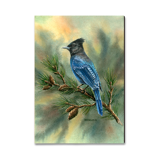 Greeting Card: Classic Edge - Bartholet's Steller's Jay