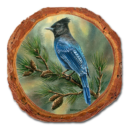 Coaster: Live Edge - Bartholet's Steller's Jay (Pack of 5)