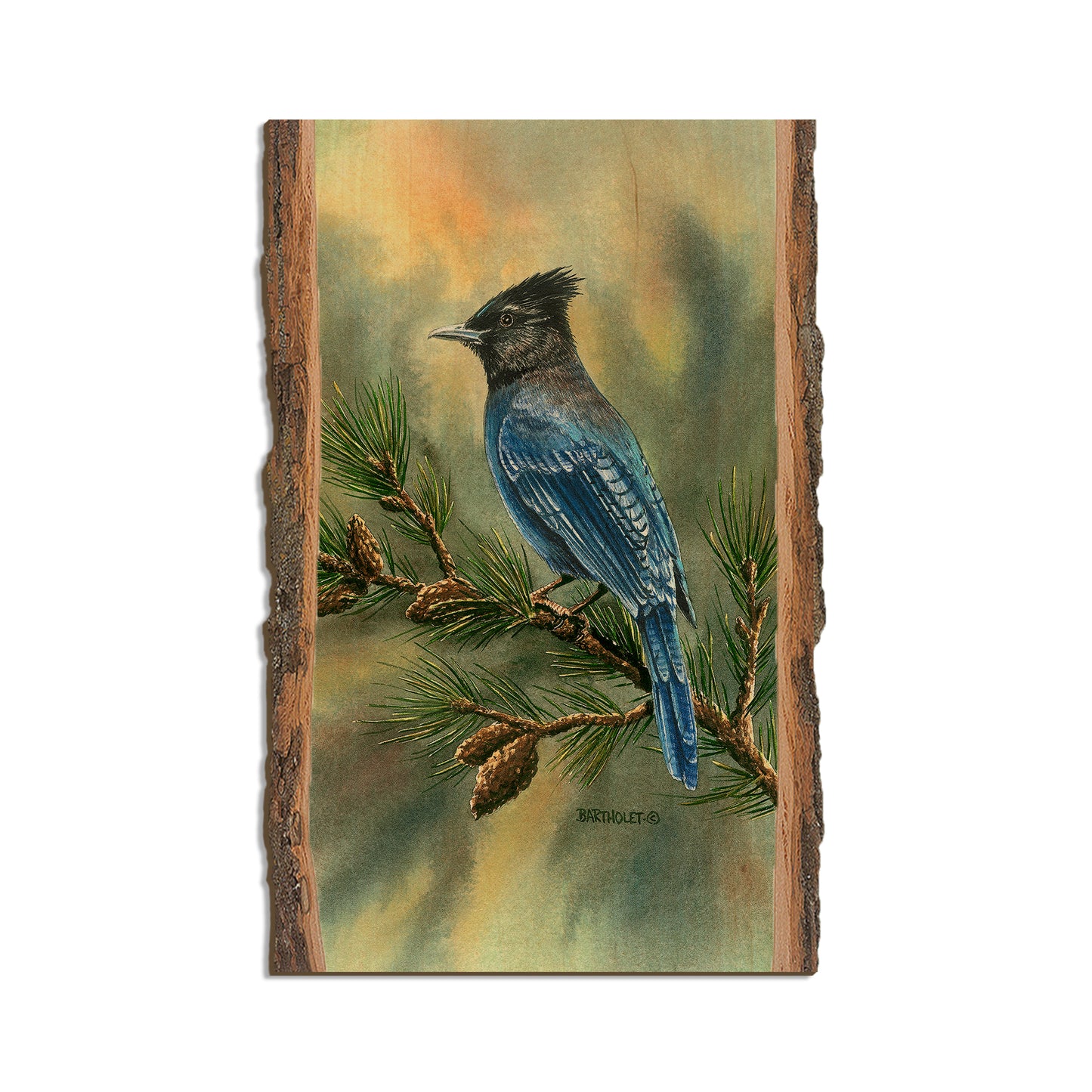 Bartholet's Steller's Jay  - Live Edge Live Edge Magnet (5pk // $2.80ea)